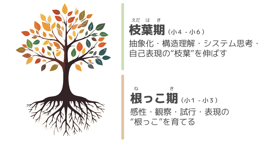 根っこ期と枝葉期